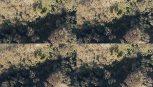 鸟瞰图的森林-视频库存高清在线视频素材下载