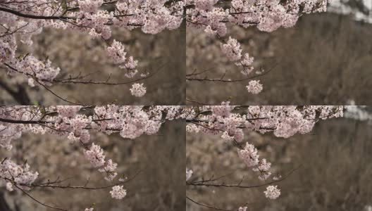 樱花盛开的枝头高清在线视频素材下载