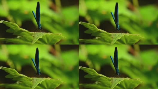 蜻蜓Calopteryx处女座的特写高清在线视频素材下载