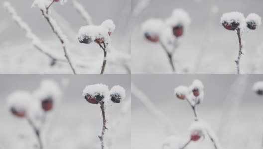 极端近距离拍摄白雪覆盖的浆果在林地高清在线视频素材下载
