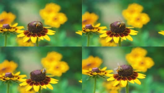 在夏日阳光明媚的花园里，辛勤劳作的小蜜蜂从黄色的红蕊花上采集花粉。高清在线视频素材下载