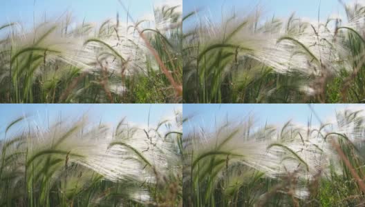 羽毛狼尾草，使命草在蓝天和阳光下。抽象夏季背景概念。高清在线视频素材下载