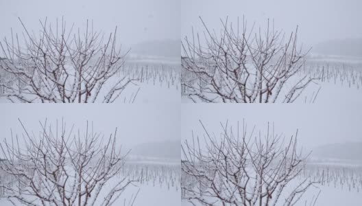 雪花飘落在宁静的冬天的树和葡萄园，超级慢镜头高清在线视频素材下载