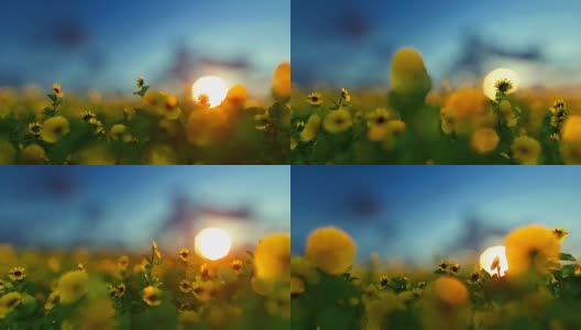 向日葵种植园映衬着美丽的夕阳，旅行相机高清在线视频素材下载