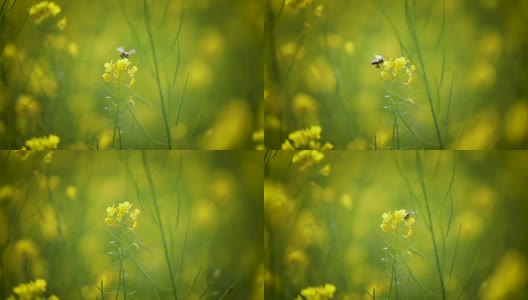 蜜蜂从芥菜花蜜中采集花蜜的慢动作。高清在线视频素材下载