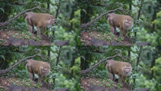 猴子生活在泰国普吉岛的一片天然森林里。高清在线视频素材下载