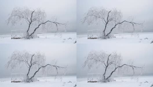 柳树在冬天结成冰柱高清在线视频素材下载
