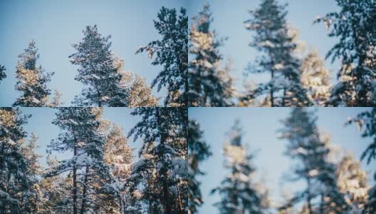 冬天的雪林里有红色的阳光照在树上高清在线视频素材下载