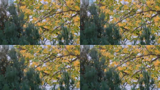 秋天的树叶在微风中在桦树的树枝上飘动。秋叶在秋风中摇曳高清在线视频素材下载