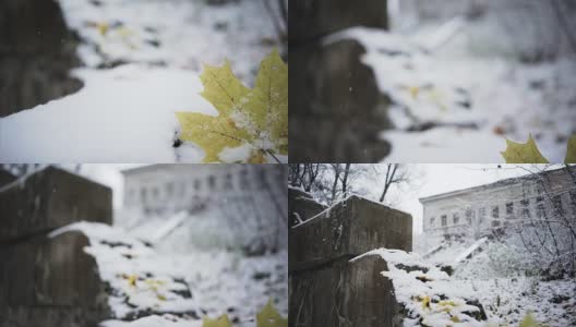 雪上的黄叶高清在线视频素材下载