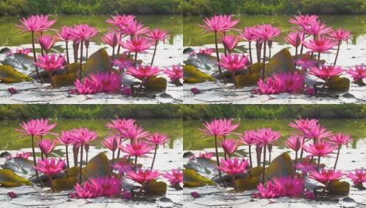 近距离观看池塘上盛开的美丽的粉红色荷花或睡莲高清在线视频素材下载