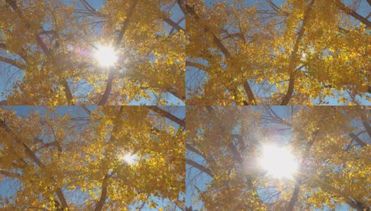 在阳光明媚的秋日，明亮的阳光穿过彩色的黄色树叶高清在线视频素材下载