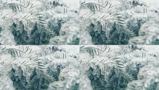 冰冻的松树。高清在线视频素材下载
