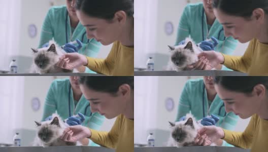 专业兽医给猫注射高清在线视频素材下载