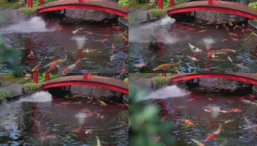 锦鲤或花式鲤鱼在日本池塘游泳。高清在线视频素材下载