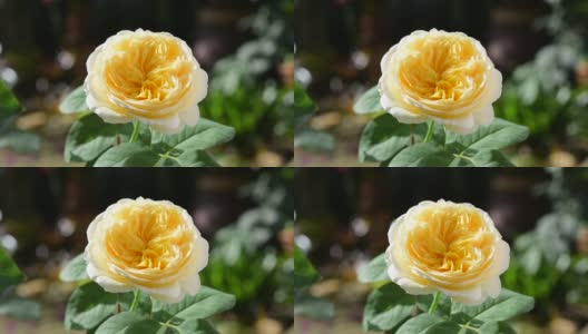 美丽的黄色玫瑰与晨光在花园里。高清在线视频素材下载