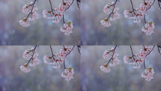 雪中，樱桃树在风中摇曳高清在线视频素材下载
