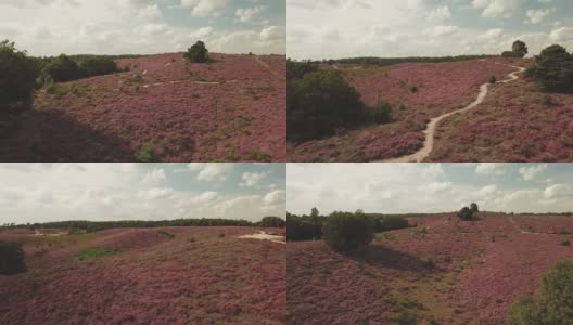 荷兰波斯银行国家公园里的紫色石南高清在线视频素材下载