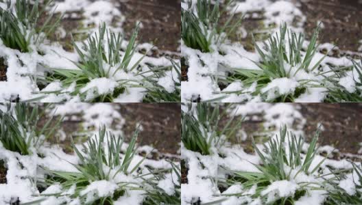 绿油油的草地上覆盖着一层雪，在春季降雪期间特写。高清在线视频素材下载