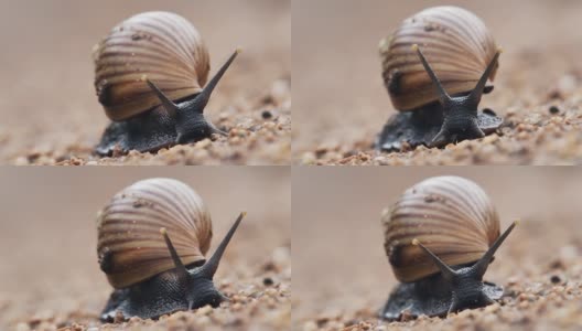 非洲肯尼亚，一只蜗牛在泥泞的地上慢慢爬行高清在线视频素材下载