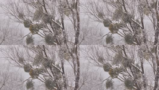 欧洲槲寄生(Viscum album)在白俄罗斯冬季森林的树上高清在线视频素材下载