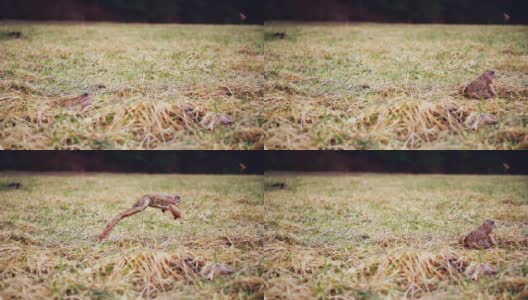青蛙在春天的草地上跳来跳去，慢动作高清在线视频素材下载