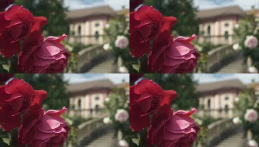 美瑙(Mainau)的美丽红玫瑰高清在线视频素材下载