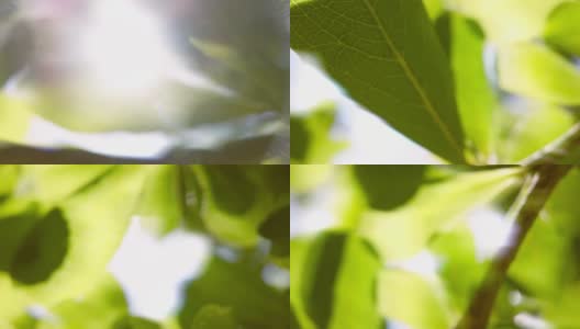 阳光穿过绿树的叶子。高清在线视频素材下载