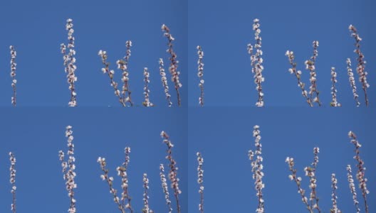 美丽的杏树枝头鲜花和清澈的蓝天。高清在线视频素材下载
