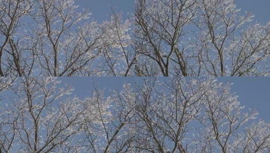 在一个晴朗的日子里，雪花从树枝上落下高清在线视频素材下载