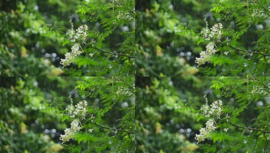 辣木花在雨中的慢动作高清在线视频素材下载