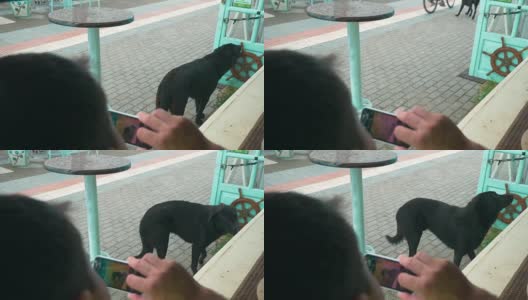 一个男人用手机给流浪狗拍照高清在线视频素材下载