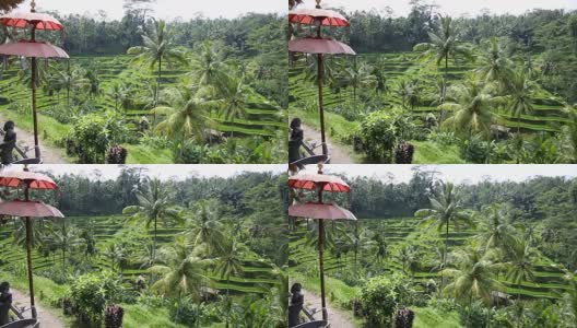 稻田，帕迪梯田，乌布，印度尼西亚巴厘岛高清在线视频素材下载
