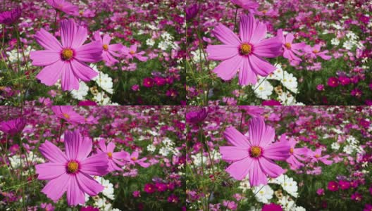 墨西哥紫菀植物在自然环境近距离粉红色秋花宇宙双羽高清在线视频素材下载