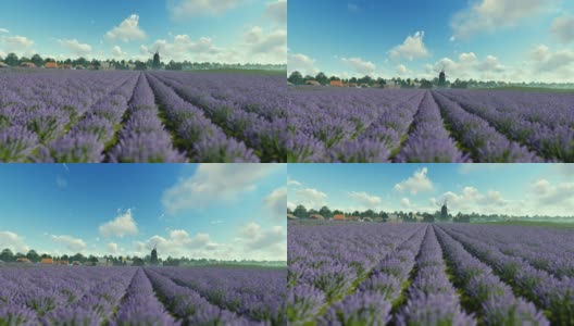 法国薰衣草村庄与古老的风车对抗蓝天，倾斜高清在线视频素材下载