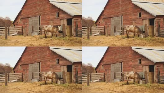 老农场牲畜在马棚前吃草高清在线视频素材下载