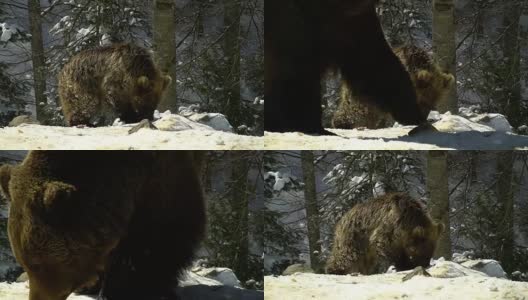 冬天的森林里有棕熊。两只熊在雪地里吃东西。高清在线视频素材下载