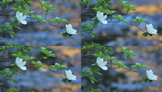 在约塞米蒂国家公园盛开的山茱萸高清在线视频素材下载