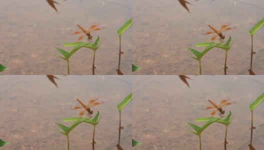 池塘里的牵牛花上有一只橙色的蜻蜓高清在线视频素材下载