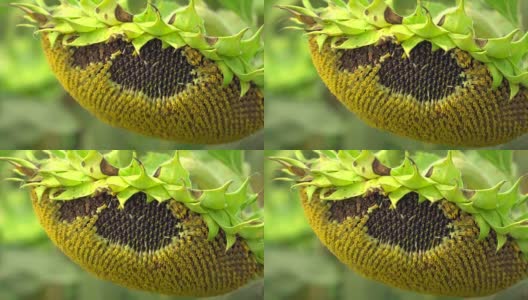 带籽葵花籽高清在线视频素材下载