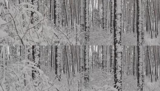 冬天白雪覆盖的forest_4高清在线视频素材下载