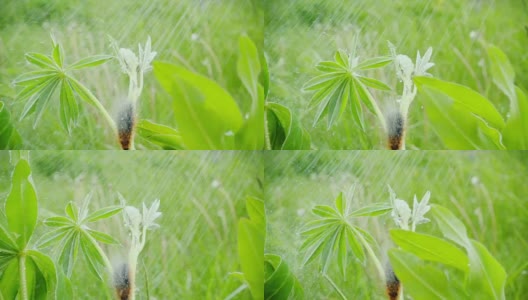 夏雨下，毛茸茸的毛毛虫坐在草地上，慢动作高清在线视频素材下载