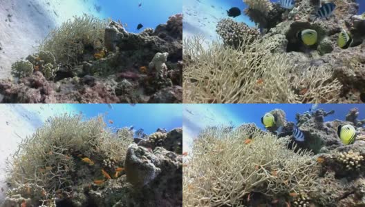 水下放松视频关于红海珊瑚礁。高清在线视频素材下载