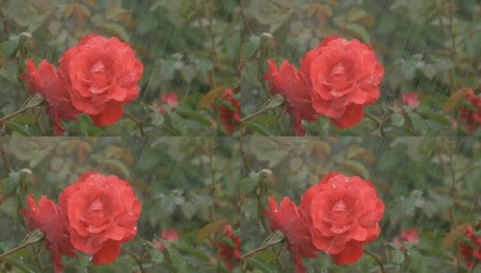 花红玫瑰在雨滴下，在绿色的背景高清在线视频素材下载