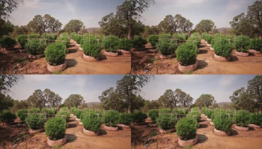 农场大麻植物的时间流逝高清在线视频素材下载