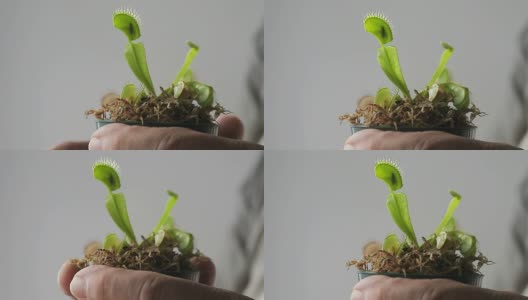 维纳斯捕蝇草的植物高清在线视频素材下载