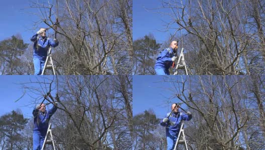 园丁爬上梯子，用剪子修剪苹果树的树枝高清在线视频素材下载