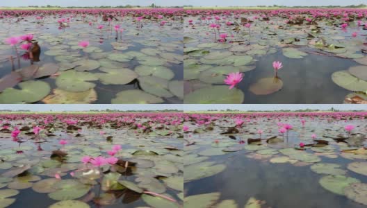 莲属植物花湖高清在线视频素材下载