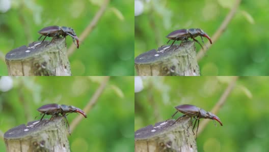 一只雄甲虫在树上爬。高清在线视频素材下载