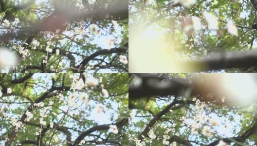 美丽的白色梅花在阳光灿烂的日子高清在线视频素材下载